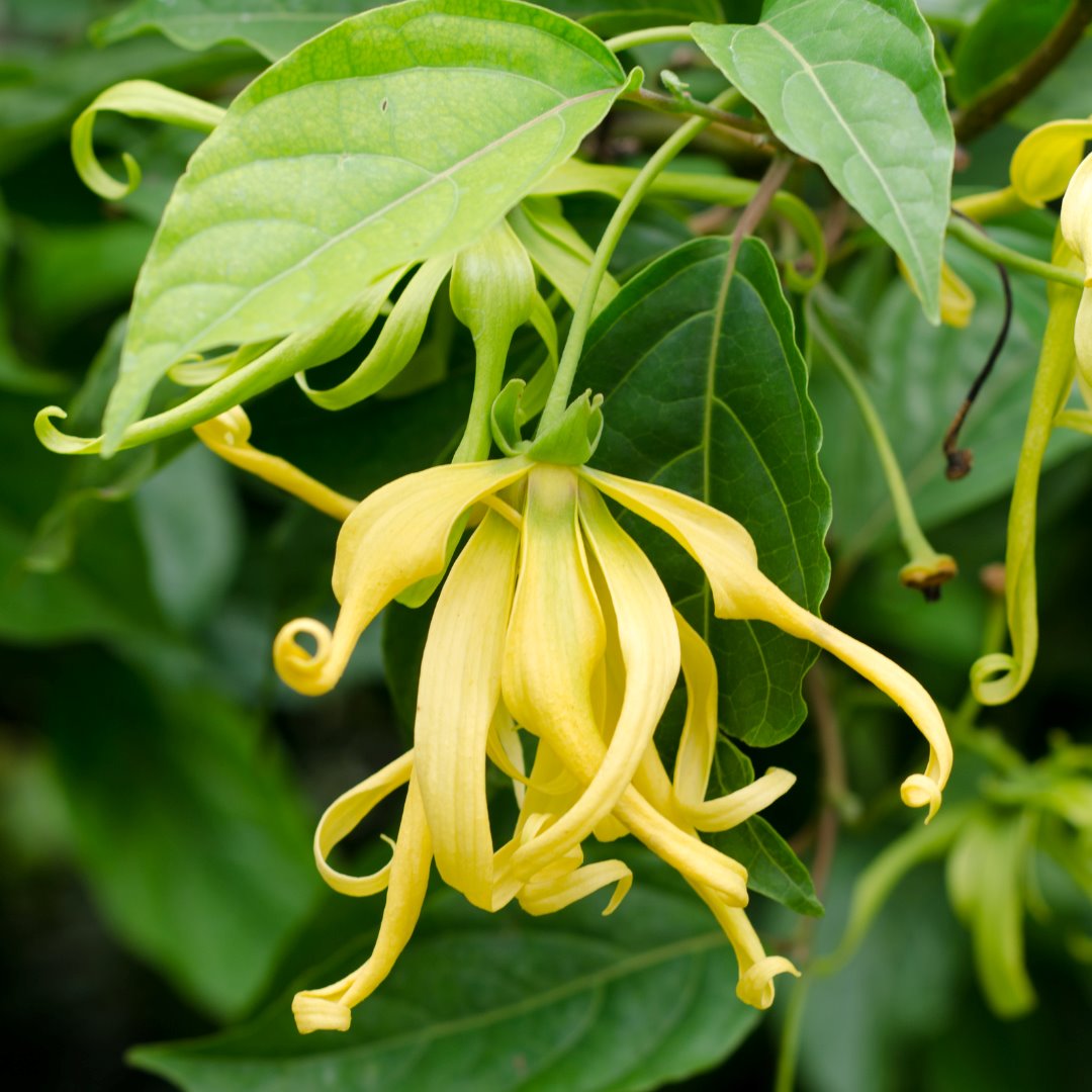 YLANG YLANG PURIFYING MASK - PURIFY & GLOW - HASHTAG BEAUTY™