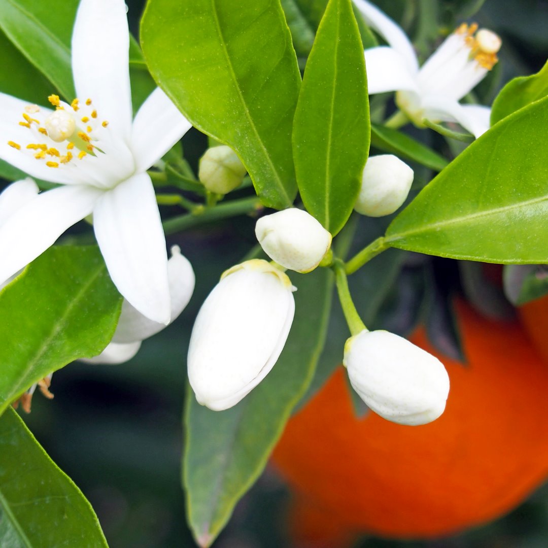 ORANGE BLOSSOM DRY OIL - HASHTAG BEAUTY™